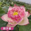 Venta al por mayor de plantas ornamentales en maceta, semillas de loto y nenúfar cultivadas en agua, semillas de flor de loto de cuenco y nenúfar para estanques hidropónicos