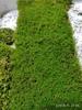 Musgo de cabelo branco fresco, musgo cinza pequeno, musgo verde, musgo verde aveludado curto, musgo de penas grande, musgo de chuva, musgo estrela, jarra de água e terra, jarra de floresta tropical