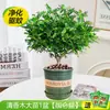 Plantas en Maceta Repelentes de Mosquitos para Balcones Exteriores e Interiores, Semillas Repelentes de Mosquitos, Hojas de Geranio Fragantes para el Jardín, Purificar el Aire
