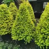 Plántulas de aligustre brillantes y vibrantes, adecuadas para arreglos en macetas con forma de torre, plantación en el suelo y para su uso en jardines, patios y balcones de villas; estas son plantas ornamentales resistentes al calor y al frío