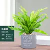 Helecho Nido de Pájaro en Maceta - Planta Pequeña Purificadora de Aire para Interiores, para Oficina, Perenne y Fácil de Mantener, Planta Verde Tolerante a la Sombra