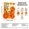 Materiais DIY de flores secas, kit combinado de relevo de flores secas, pacote de materiais, flores reais prensadas, folhas reais prensadas, espécimes de plantas