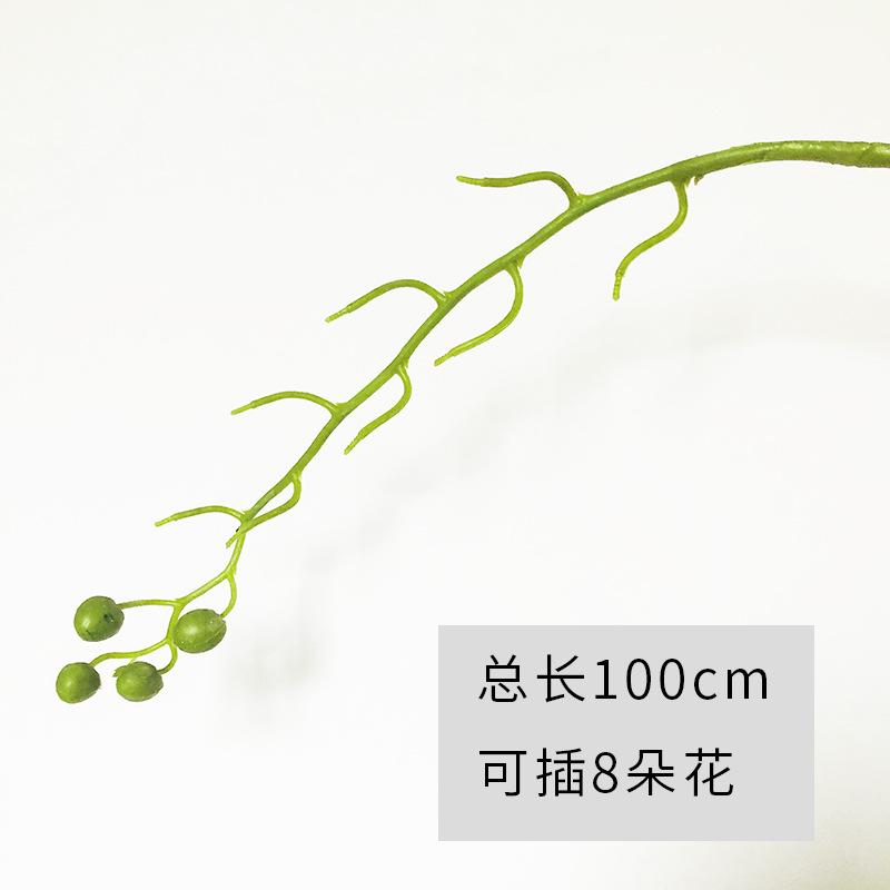 蝴蝶兰 花杆图
