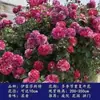 Mudas de rosa, rosa trepadeira, árvore com flores extra-grandes, planta trepadeira, flor para parede de varanda, rosa de vaso, floresce o ano todo