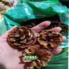 Pinha 500g Materiais Medicinais Chineses Pinha Pinha Pinha Catalpa Noz Pele de Cobra Pinha Pinha de Pinho Branco Pinha