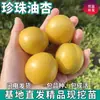 Mudas de Damasco com Frutas Extra-Grandes, Doces e Crocantes, Enxertadas com Óleo de Pérola, Enviadas Diretamente (Drop-Shipping), Plantadas nos Pátios Norte e Sul