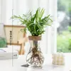 Jarrón de Vidrio Transparente Minimalista Creativo Hidropónico para Cultivar Plantas Verdes como Potos, Osmanthus y Pino de Arhat
