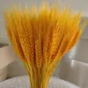 Trigo Dorado de Venta Caliente Transfronteriza, Producto Terminado de Ramo de Flores Secas de Cebada Dorada Natural, Ramo de Flores Secas para Sala de Estar, Espigas de Trigo Dorado