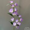 Flores Artificiales para Boda Serie Púrpura Flores Guía de Camino Flores Falsas Decoración Salón de Bodas Materiales Florales para Techo Arreglo de Piso Flores Decorativas Arco Floral
