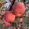 Enviado da origem Maçãs Fuji Vermelhas frutas frescas da estação núcleo de açúcar de rocha crocante de primeira classe doce caixa inteira frete grátis