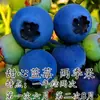Plántulas de Arándanos con Macetas de Fruta, Plántulas de Fruta para Balcón Plantadas en el Suelo, Siembra en el Sur y el Norte, Plántulas de Arándanos que Dan Fruto en el Mismo Año