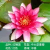 Nenúfar de estanque, bloques de raíz de nenúfar de acuario con capullos, plantas hidropónicas de maceta para cuatro estaciones, plántulas de nenúfar tamaño jardín