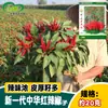 Nueva Generación de Semillas de Chile Rojo Chino Lenong, Frutos Grandes, Rojo Brillante y Muy Picantes