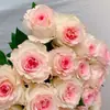 Plántulas de Rosa Gypsophila Ultra Finas, Plántulas de Rosas Florecientes, Florales de Maceta de Cuatro Estaciones, Plantas Trepadoras, Rosales y Plantas Verdes