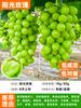 Una pieza de Dropshipping Cuatro Estaciones Jiabao Árbol Frutal Plántulas de Fruta Sabah Árbol Escar Plántulas de Uva Árbol Frutal Patio Precioso Norte y Sur