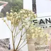 Pacote de Material DIY Flor Eterna 1g Gradiente Cabeça Grande Mosquitinho Estrela Milionária Buquê de Flores Secas Flor Eterna Flor Real