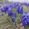 Bulbos de Sementes de Jacinto-da-uva Holandês Atacado Cultura em Solo Sementes de Flores Hidropônicas Plantio de Outono e Inverno Resistente ao Frio Floração no Mesmo Ano