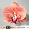 Cabeça de Flor de Orquídea Phalaenopsis Artificial Acessório de Cabelo Hanfu Material Floral Artesanal Adereço para Fotografia de Casamento Flor Falsa Flor Eterna Acessório de Flor de Seda