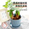 Maceta de Plástico para Uso Doméstico, Control de Raíces, Balcón Interior, Cerámica Imitación Gruesa Duradera para Suculentas, Potos y Phalaenopsis