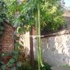 Semillas de Luffa Extra Largas, Luffa Gigante de Pulpa Grande y Aromática, Luffa Alambre, Planta Ornamental y Comestible para Primavera, Verano y Otoño.