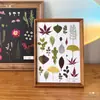 Flores Secas Plantas Artesanato para Jardim Adesivos Folhas Reais Coaster de Resina DIY Porta-Retrato Relevo 21 Peças