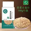 Grãos de trigo 2,5kg Novo produto: grãos de trigo descascados, grãos de trigo frescos, descascados para fazer mingau, com gérmen, grãos integrais, grãos grossos nutritivos