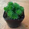 Planta Suculenta de Pino en Forma de Bola Combinada en Maceta Planta Verde Flor para Oficina y Balcón, Suculenta Linda que Absorbe Radiación