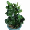 Plantas Verdes Imortais em Vasos Jade Colorido Unicórnio Selo de Unicórnio Suculenta Quilha Brasileira Wanzhongshan Interior Escritório