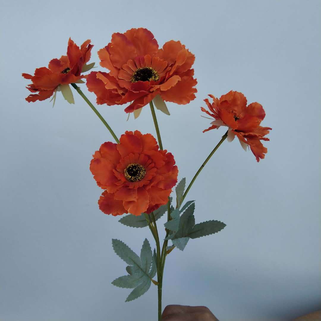 四头太阳菊花夕阳红