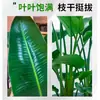 Ave del Paraíso Planta Verde Planta en Maceta Sala de Estar Oficina Interior Fácil de Cuidar Flor Grande Planta Verde Casa Nueva Planta de Hoja Grande Strelitzia