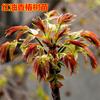 Dropshipping Mudas Toon Óleo Vermelho Mudas Toon Mudas de Árvores de Primavera Fragrantes Mudas Frescas Envasadas Árvores Com Botões de Primavera Fragrantes Comestíveis