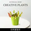 Planta Jarro Vaso com Vaso Dionaea Muscipula Planta Carnívora Repelente de Mosquitos Sala de Estar Varanda Interior Divertido Grande Planta Verde Flor Bom
