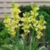 Bulbos de Tuberosa com Múltiplas Cabeças e Pétalas Duplas, Plantas em Vasos com Fragrância Forte, Cor Branca, Adequado para Varanda, Jardim, Exterior, Plantas e Flores Tolerantes à Seca