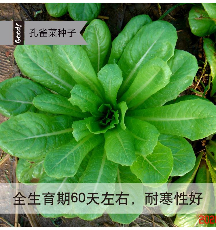孔雀菜05