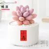 Plantas Suculentas de Interior, Cactos Pequenos em Vasos, Flores, Plantas Verdes, Escritório, Jardim de Infância, Mesa, Suculentas Tipo Cacto