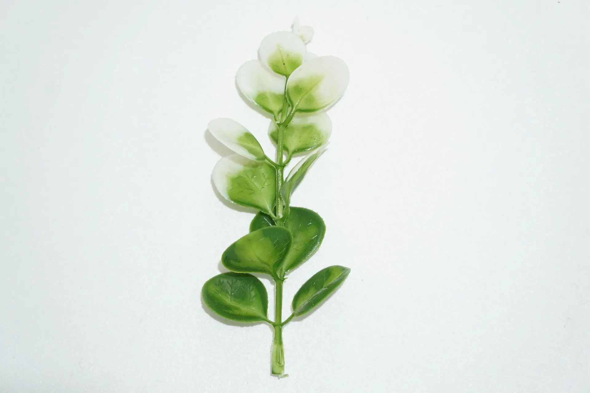 金钱草白绿