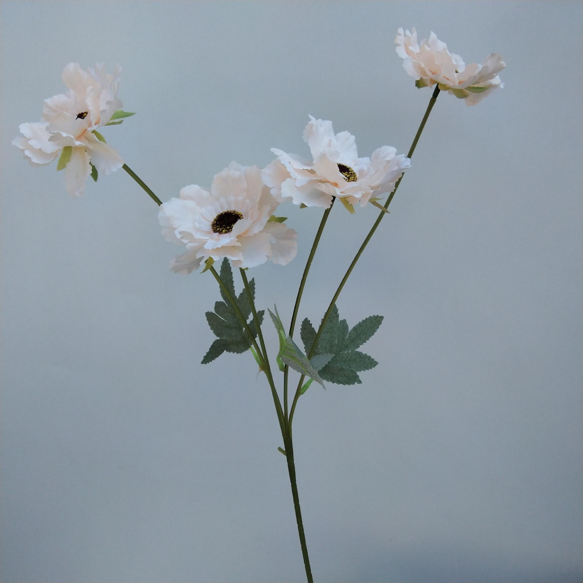 四头太阳菊花香槟