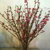 Una Pieza de Descubrimiento Corte Auténtico Corazón Liso Flor de Invierno Fresca Cortada Ramas Secas Arreglo Floral Sumergido en Agua Agua Floreciente Flor Real Cultivada Magnolia