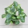 12 horquilla reticulada planta de pasto material de pared simulación blanco verde hoja reticulada pequeño bonsái decorativo pasto de red plateada fábrica mayoreo