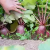 Sementes de Rabanete Pitaya Yuyi Yutian, Sementes de Rabanete Abacaxi Fruta de Casca Vermelha Polpa Vermelha, Vegetais para Jardim e Fazenda