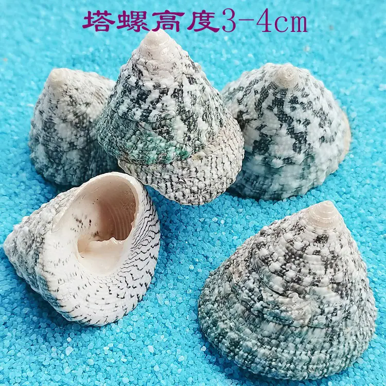 塔螺