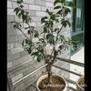 Plántulas de Dulcamara Dulce Bonsái de Dulcamara Dulce en Maceta Tronco Viejo Corazón Liso de Interior Dulcamara Dulce Pezuña de Tigre Ciruelo en Maceta Plantas Resistentes al Frío para Patio