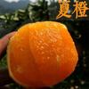 Mudas de laranja-baía Gannan, mudas de laranja-baía enxertadas, mudas de laranja-baía de coração vermelho que dão frutos no mesmo ano e são plantadas no Norte e no Sul
