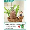 Madera brasileña en ciernes, planta de la suerte cultivada en agua, puede florecer, árbol pequeño Groot, planta verde hidropónica de escritorio interior en maceta