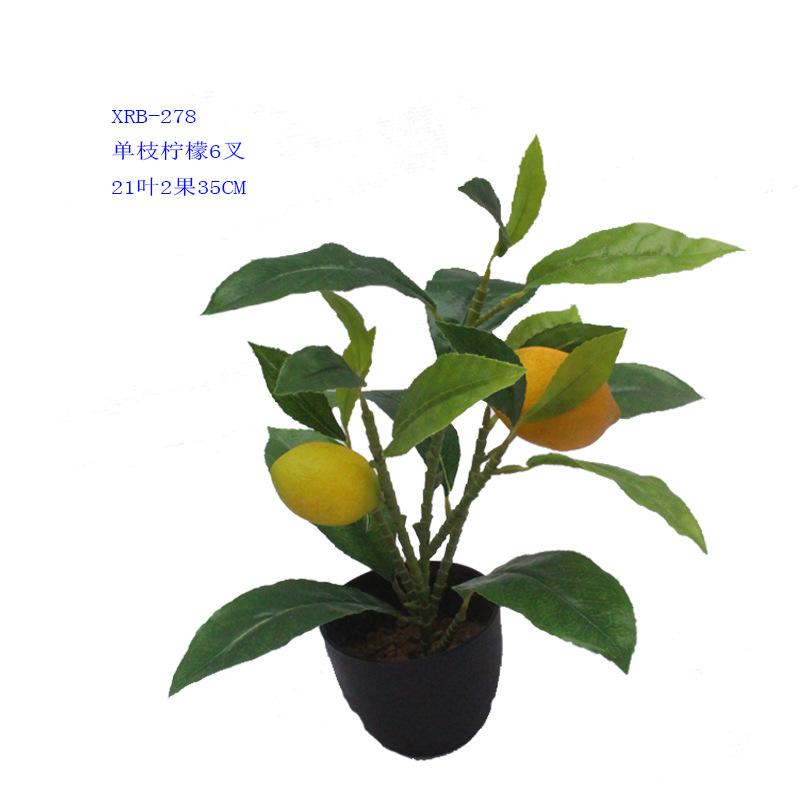 XRB-278 单枝柠檬6叉21叶2果5.jpg