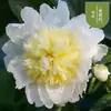 Plántulas de flor de peonía de pétalos dobles con capullos y cepellón, plantas perennes para balcón, en maceta o para plantar en el jardín, flores resistentes al frío y al calor