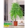 Planta Verde Grande Bordo Fluido em Vaso Tendência Sala de Estar Interna Bordo Dourado Fluido Grande Planta Perene de Chão para Todas as Estações