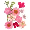 Marcapáginas de flores secas especímenes colección de primavera en botella de película plástica materiales hechos a mano para manualidades estudiantes de primaria flores transparentes