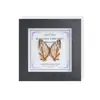 Marco de Vidrio Moderno Sencillo para Espécimenes de Mariposa Sala de Estar Regalo Pintura Decorativa Marco de Espécimen