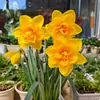Bulbos de Narciso de Flor Doble Importados Florecen en Todas las Estaciones, Florales en Maceta de Interior, Florales de Semillas Hidropónicas Resistentes al Frío Invernal
